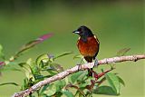 Orchard Orioleborder=